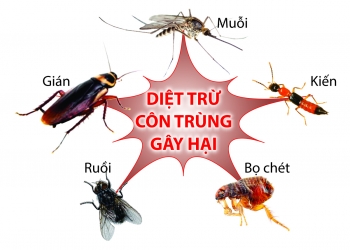 Dịch vụ diệt côn trùng Đà Nẵng tận gốc