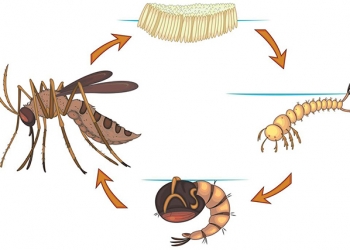 Lăng quăng là con gì? Cách diệt lăng quăng hiệu quả nhất