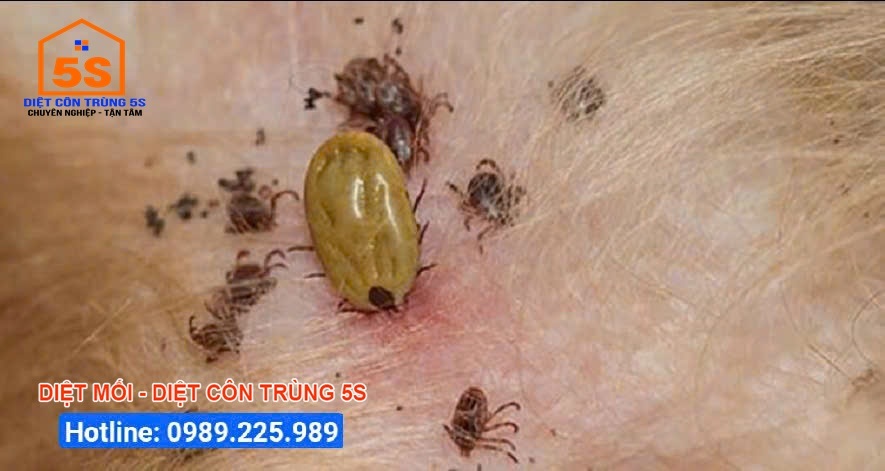 Dịch vụ diệt bọ chét tại Đà Nẵng