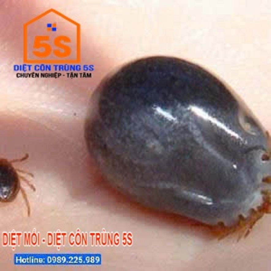 Dịch Vụ Diệt Chuột 8 Dịch vụ diệt bọ chét tại Đà Nẵng