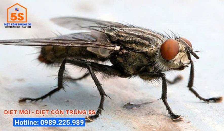 Dịch Vụ Phun Thuốc Diệt Muỗi 7 Dịch vụ diệt ruồi