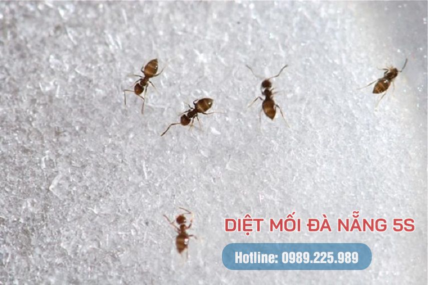 Mẹo diệt mối trong nhà của bạn bằng các biện pháp dân gian 10 Kiến đường
