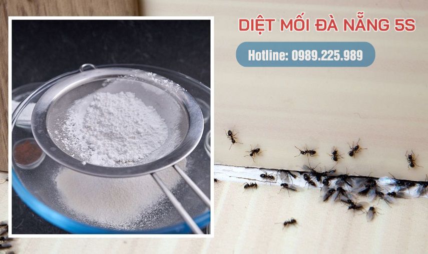 Mẹo diệt mối trong nhà của bạn bằng các biện pháp dân gian 15 Rắc bột ngô quanh khu vực có kiến