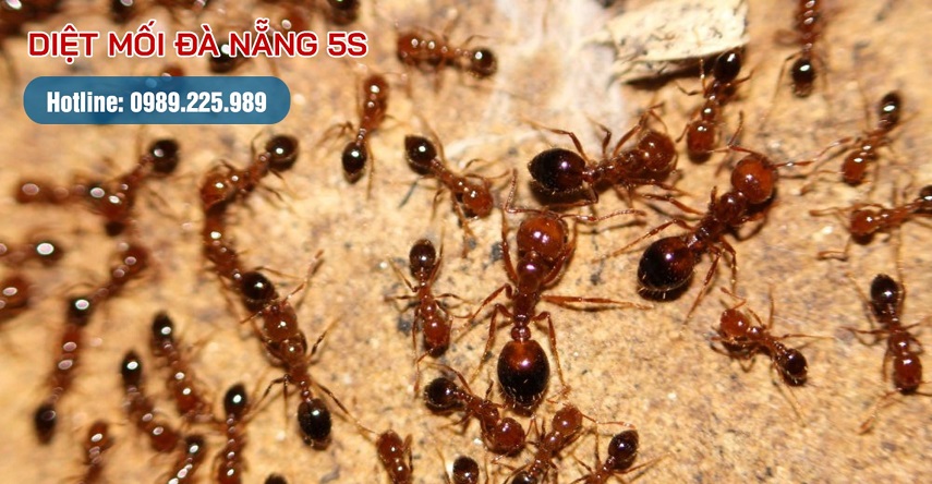 Đàn kiến lửa đang tìm kiếm thức ăn