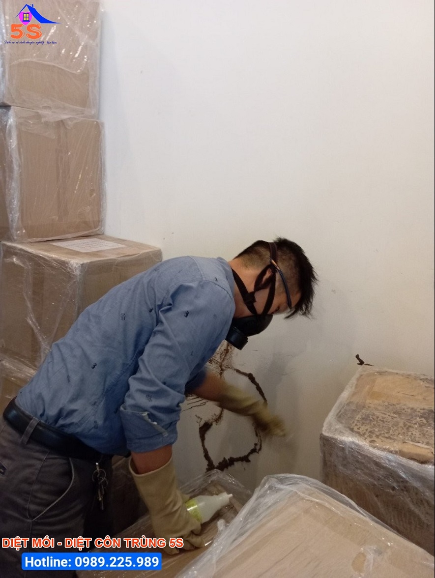 Diệt mối tại nhà với phương pháp lây truyền sinh học