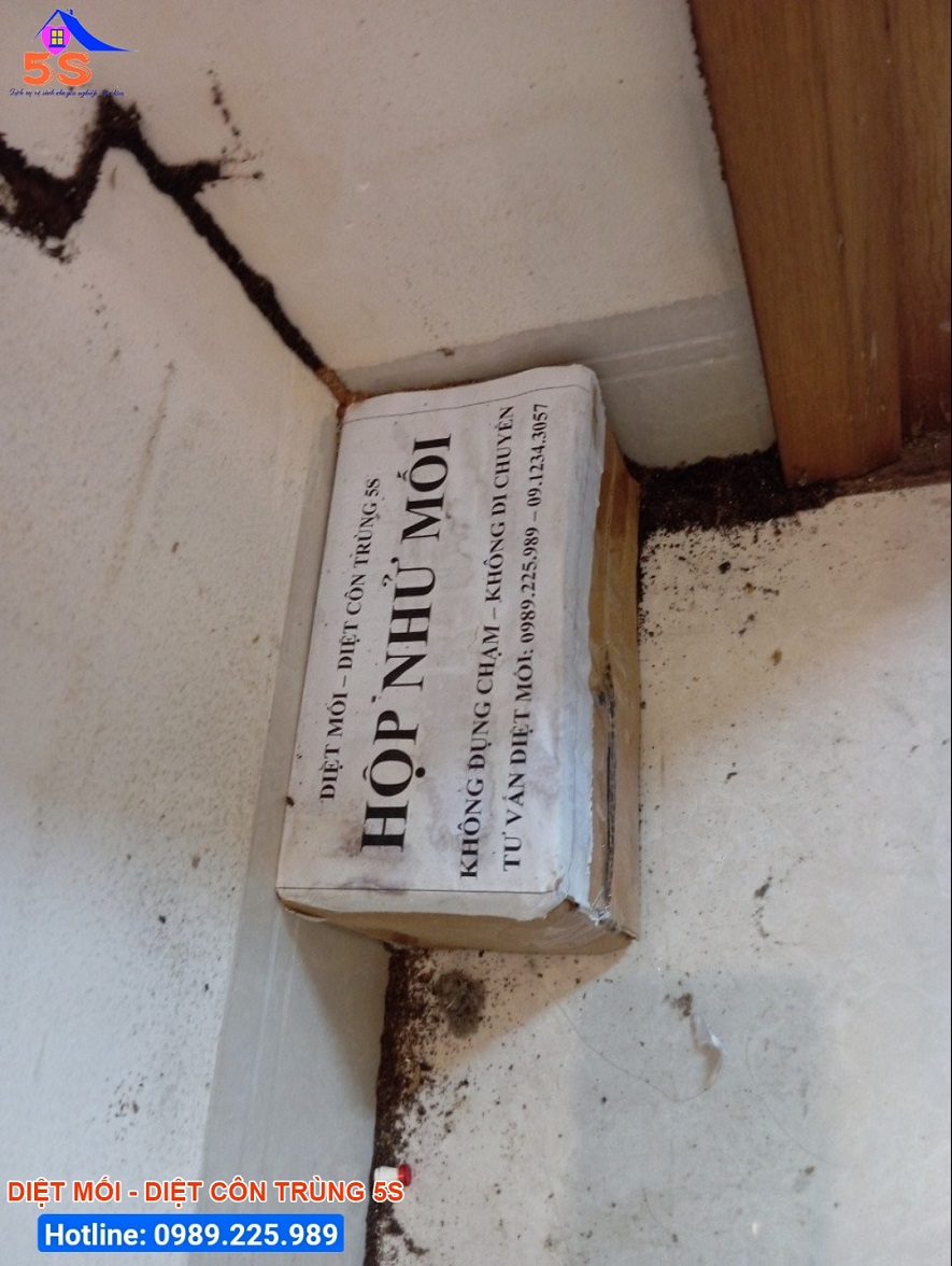 Đặt hộp nhử mối