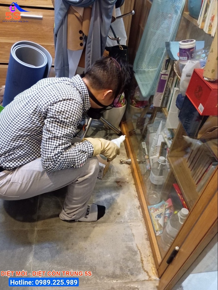 Hướng dẫn cách diệt mối tại nhà hiệu quả