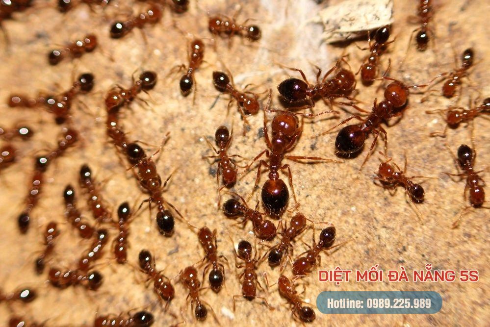 Mẹo diệt mối trong nhà của bạn bằng các biện pháp dân gian 8 Kiến lửa