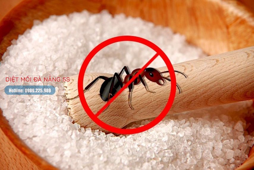 Mẹo diệt mối trong nhà của bạn bằng các biện pháp dân gian 17 Diệt kiến bằng muối