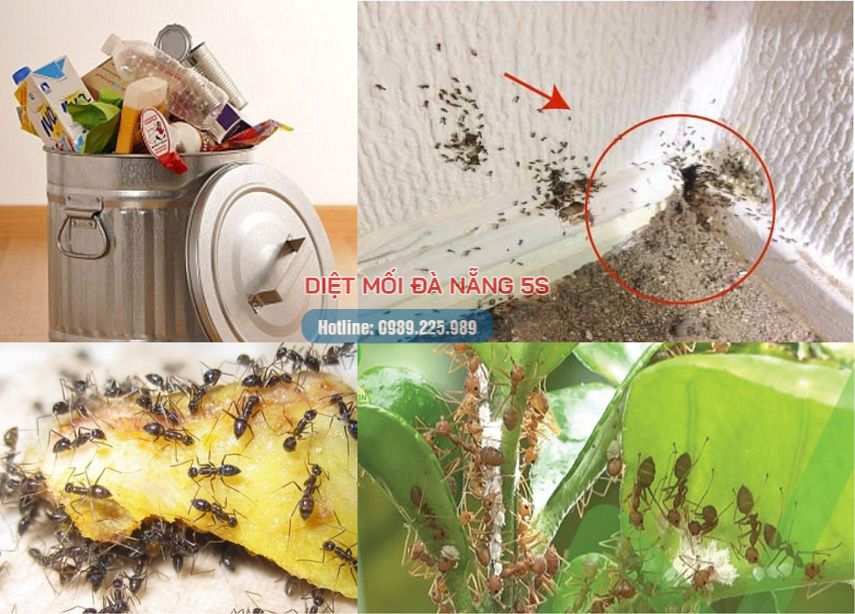 Mẹo diệt mối trong nhà của bạn bằng các biện pháp dân gian 11 Hình ảnh những nơi kiến xuất hiện