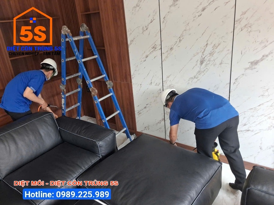 Dịch Vụ Diệt Gián 11 Diệt côn trùng Tam Kỳ